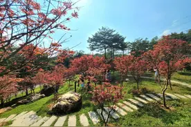 广州帽峰山红枫已露出醉人“红颜”图片