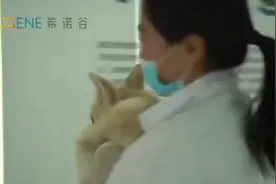 世界首例！我国科学家成功克隆北极狼图片