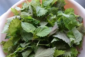 种一盆紫苏~享一份美味图片