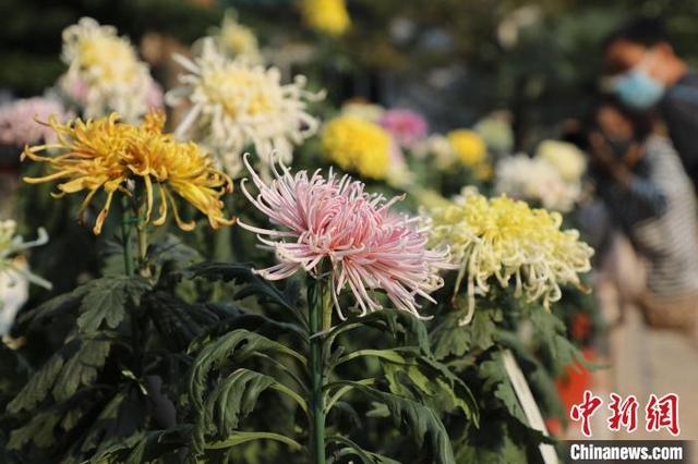 ����������԰�Ƴ�36������ӭ����