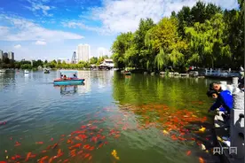西宁：十余万尾锦鲤成为一道靓丽景观图片