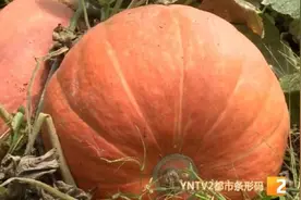 重达50多公斤！南瓜中的“巨无霸”，你见过吗？图片