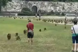 猴群突然下山狂奔？回应来了图片