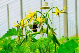 人勤秋收悦｜番茄进入开花期，熊蜂授粉很关键图片