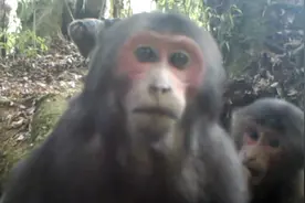 短尾猴觅食“卖萌”被红外相机拍个正着图片