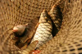 作为告别的黄河鲤鱼丨事关告别图片