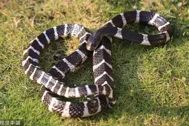 网购剧毒银环蛇被咬伤致死，“异宠”行业怎么规范？图片