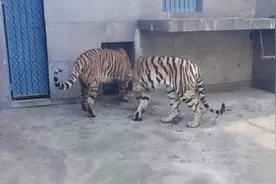 网友曝西安秦岭野生动物园老虎“瘦成纸片”，园方回应：未克扣口粮，老虎身体情况良好图片