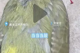 小鸟撞击玻璃，女子用土办法急救成功！鸟撞竟是鸟类死亡是第二大杀手图片