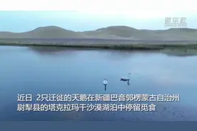 天鹅停留塔克拉玛干沙漠觅食图片