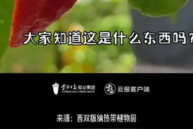 云南人都驯服不了的辣椒——魔鬼辣椒图片