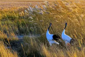秋来黑龙江扎龙：邂逅美丽丹顶鹤图片