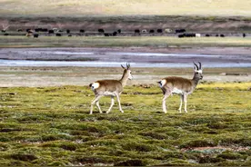 野生动物保护法二审稿意见征集结束 人工繁育野生动物可行吗？专家：警惕借此“洗白”偷盗行为图片