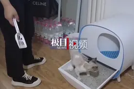 宠托师国庆假期帮喂猫日赚六百：新型职业火爆背后也有乱象图片