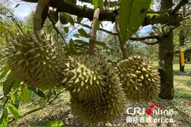 中国强大的购买力令泰国榴莲产业发展壮大 泰国果农获益多图片