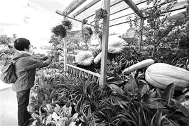 桃花坞：观“春华秋实”图片