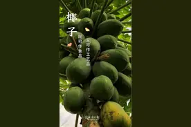 椰子的“花式”食用指南图片