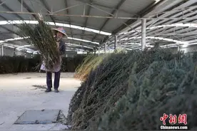 青青蒿草出武陵 治病致富两相宜图片