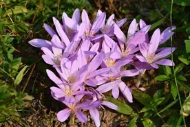 美丽却剧毒！秋天赏花，离它远一点图片