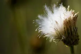 “婆婆丁”，记忆中的味道图片