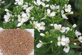 消食除胀的小种子，节后必备！还能美容护肤、降血压……太好用图片