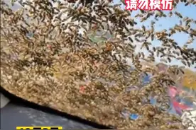 男子拿走蜂王，被蜂群爬车窗追一路，同行人：交友不慎图片
