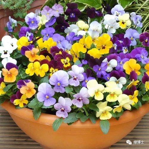柳穿鱼花期介绍（这些秋播的草本开花植物）