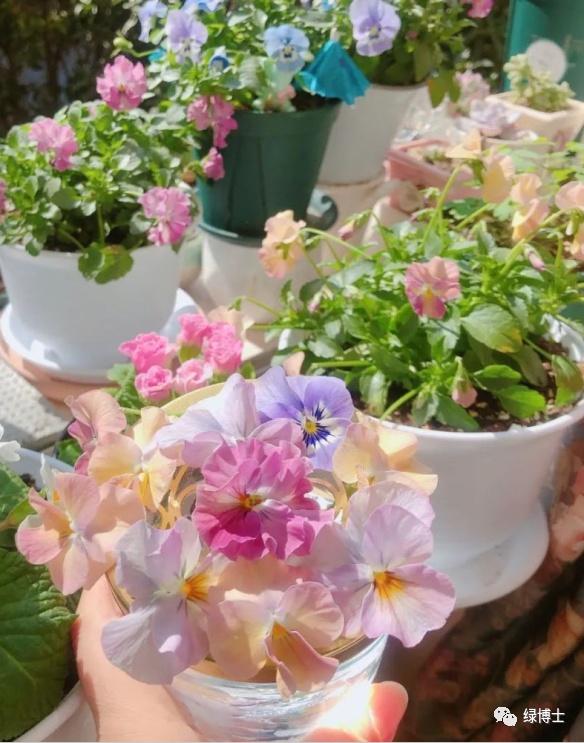 这些秋播的草本开花植物，你认识吗？