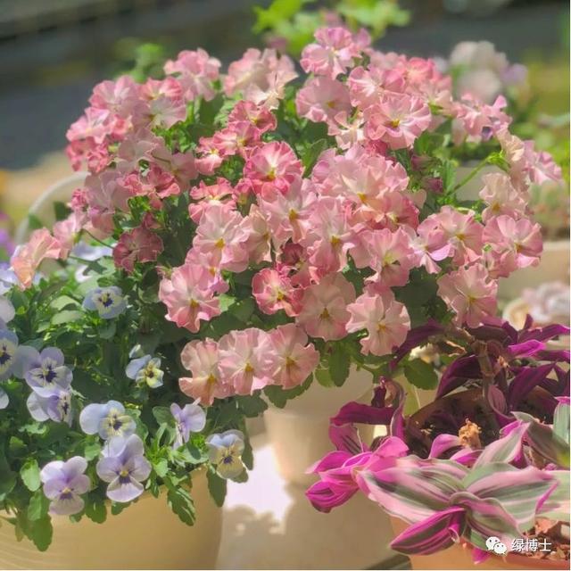 这些秋播的草本开花植物，你认识吗？