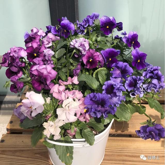 这些秋播的草本开花植物，你认识吗？