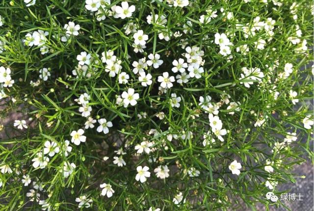 这些秋播的草本开花植物，你认识吗？
