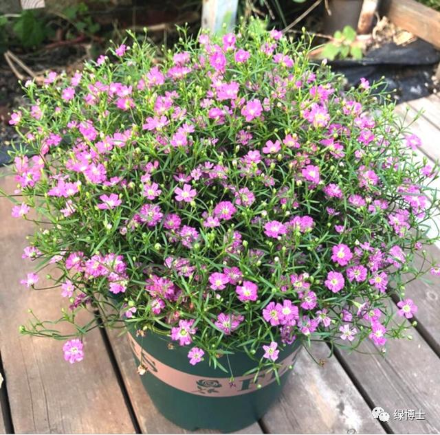 这些秋播的草本开花植物，你认识吗？