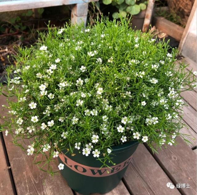 这些秋播的草本开花植物，你认识吗？