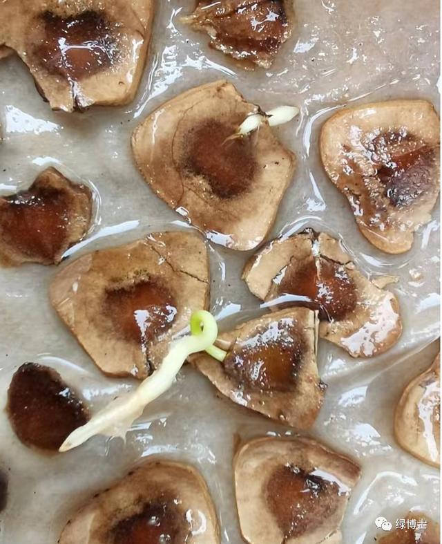 这些秋播的草本开花植物，你认识吗？