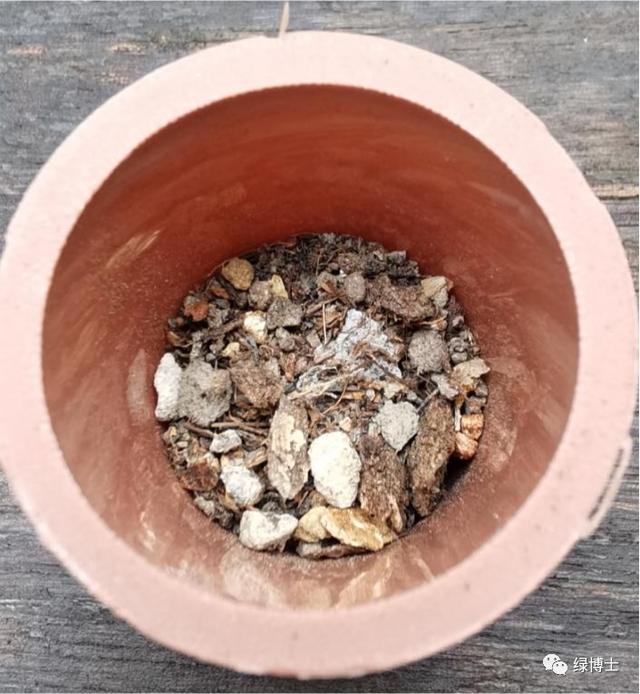 这些秋播的草本开花植物，你认识吗？