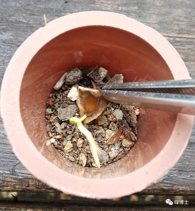 这些秋播的草本开花植物，你认识吗？