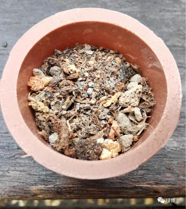 这些秋播的草本开花植物，你认识吗？