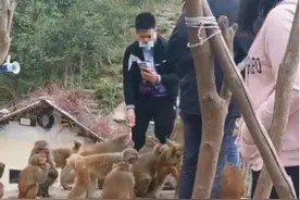湘西七旬老人用喇叭点名喊猴吃饭：自费养猴三十多年，钱不够时拿退休金养图片