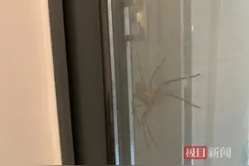 巴掌大的蜘蛛在家中多次出现！夫妻吓得不敢进房间…图片