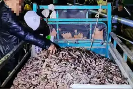 大风把海鲜吹上岸，有人捡了30斤虾图片