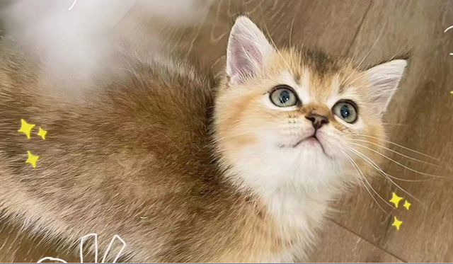 宠物“免费领养”骗局：以免费名义卖宠物，捆绑高价劣质宠物用品