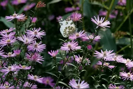 二十四节气｜寒露惊秋晚，朝看菊渐黄图片