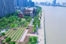 寒露：玉露凋伤枫树林图片