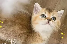 宠物“免费领养”不能成了变相售卖 | 新京报快评图片