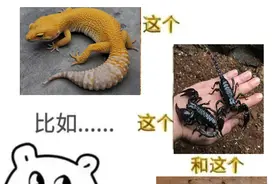 国门生物安全 | 带您了解异宠的危害图片