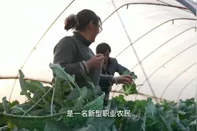 姐弟俩不当白领返乡种菜 让江中小岛燃起一片新绿图片