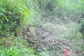 大理州巍山县拍摄到豹猫白天活动的珍贵画面图片