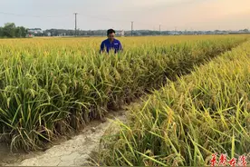 “质”看湖南｜杨远柱：培育高质量品种41年，增产稻谷220多亿公斤图片