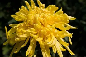 青未了｜平平淡淡才是真图片