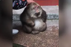 寺庙当家回应师太喂养独臂猴十余年：它因野猪夹断臂，与寺庙有缘图片